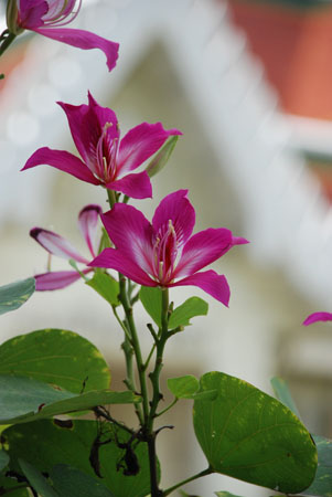 chongko_DSC_0002